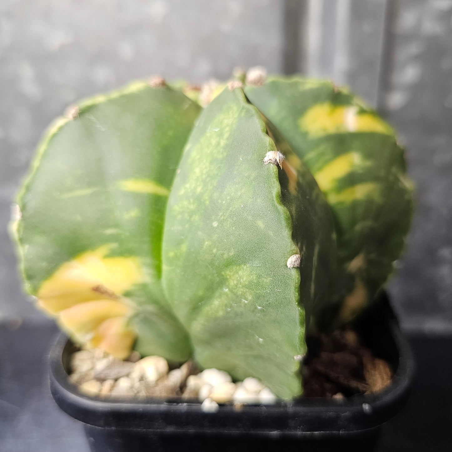 Astrophytum myriostigma hybrid (premium variegation)