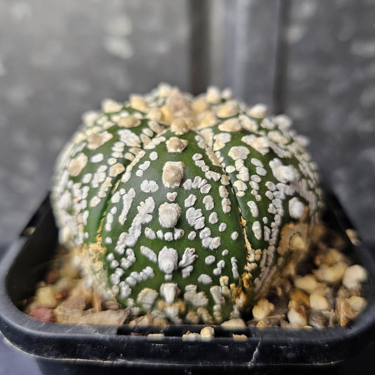 Astrophytum asterias hybrid (flocking good)