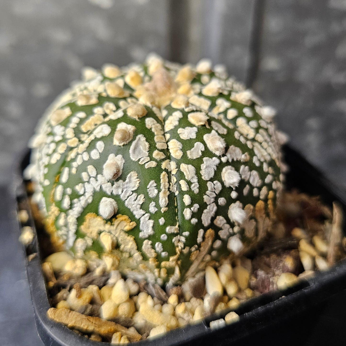 Astrophytum asterias hybrid (flocking good)