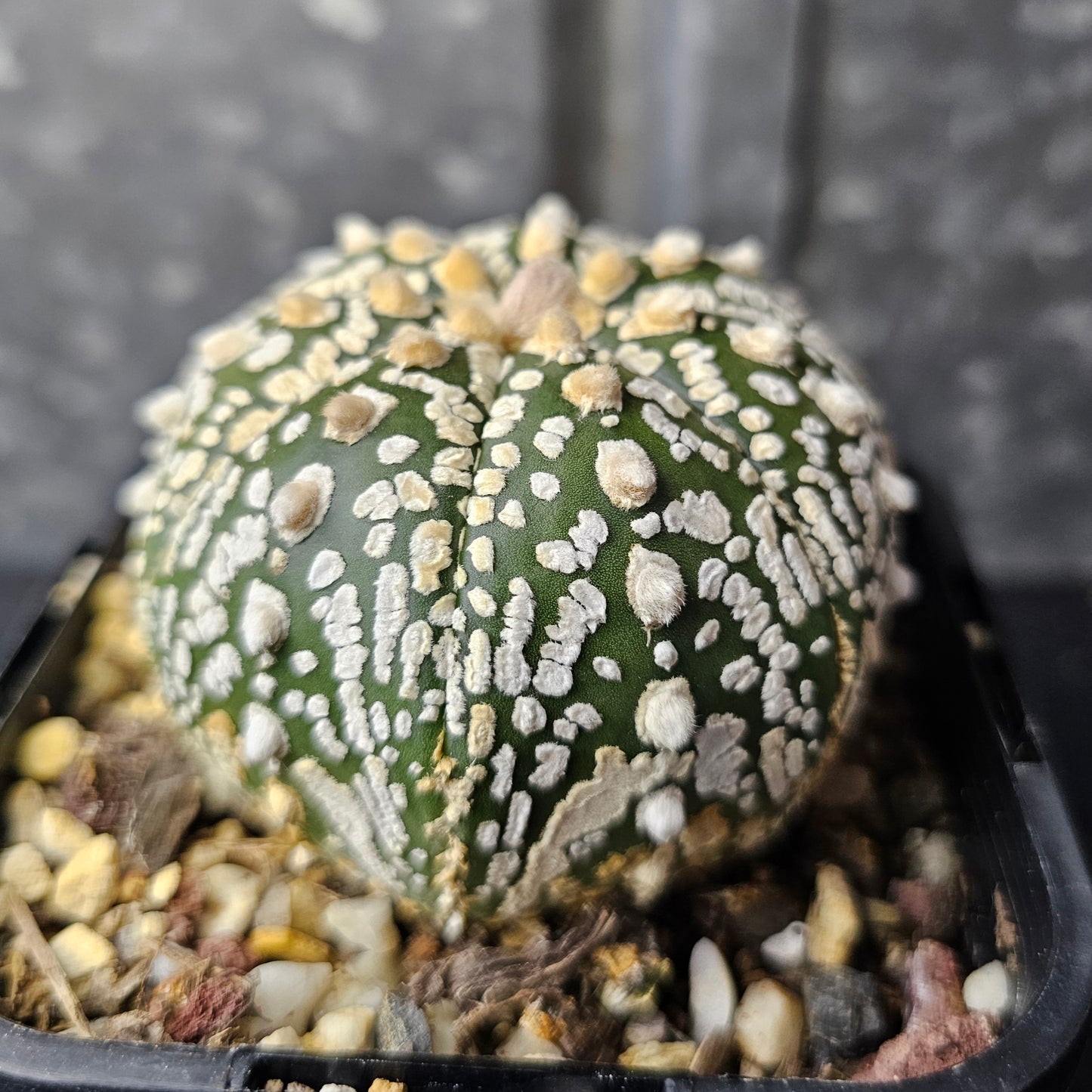 Astrophytum asterias hybrid (flocking good)