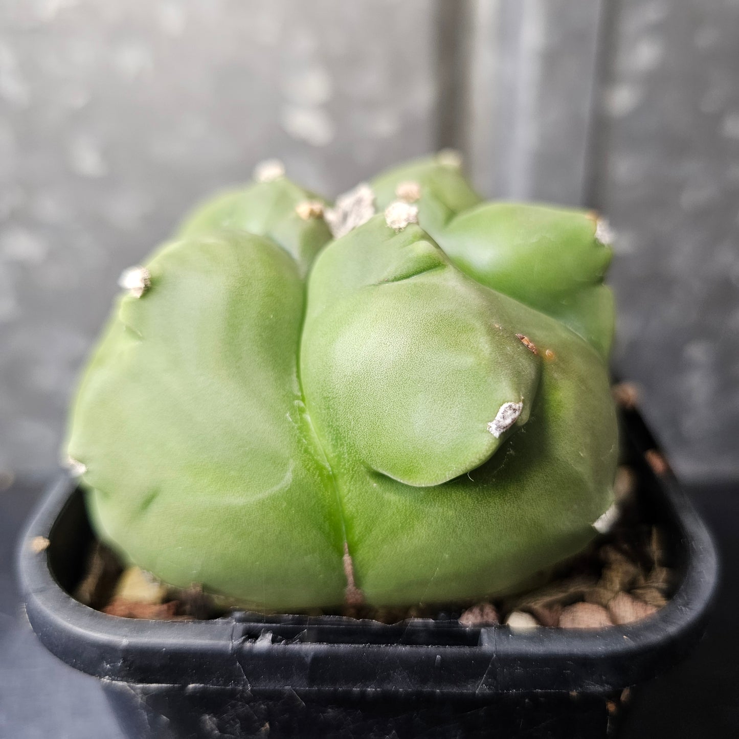 Astrophytum myriostigma cv. Kikko