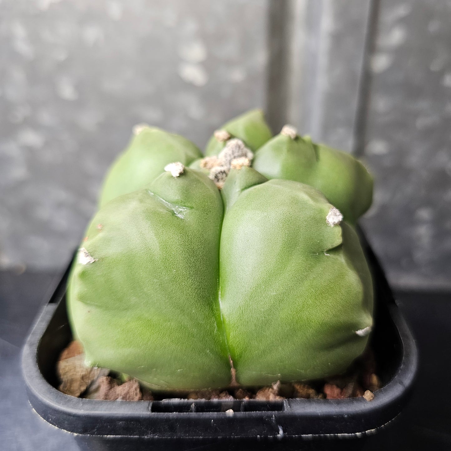 Astrophytum myriostigma cv. Kikko