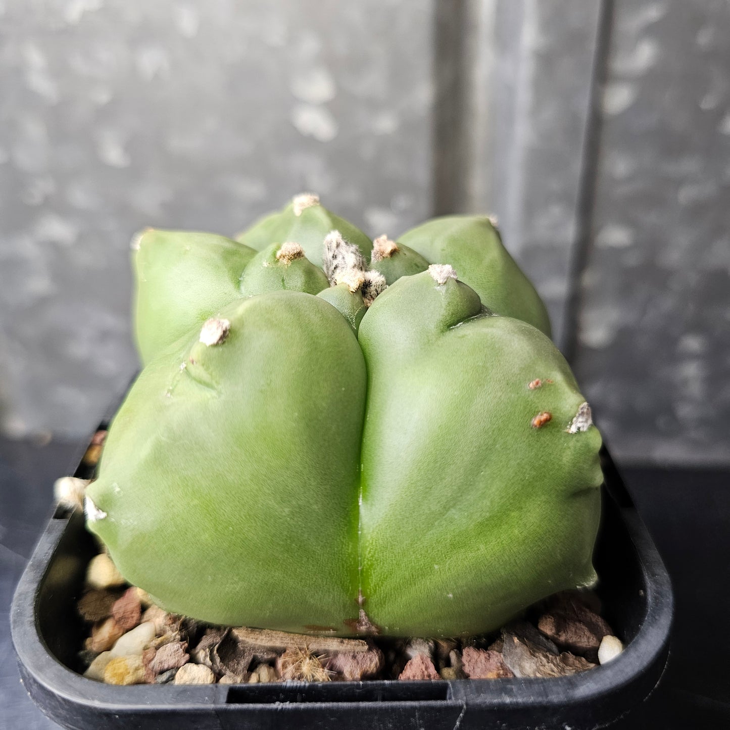 Astrophytum myriostigma cv. Kikko