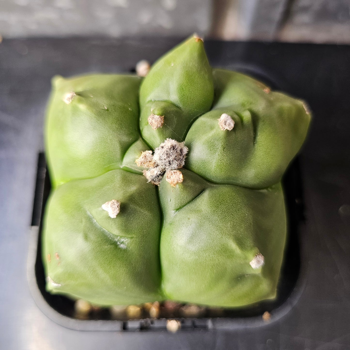 Astrophytum myriostigma cv. Kikko