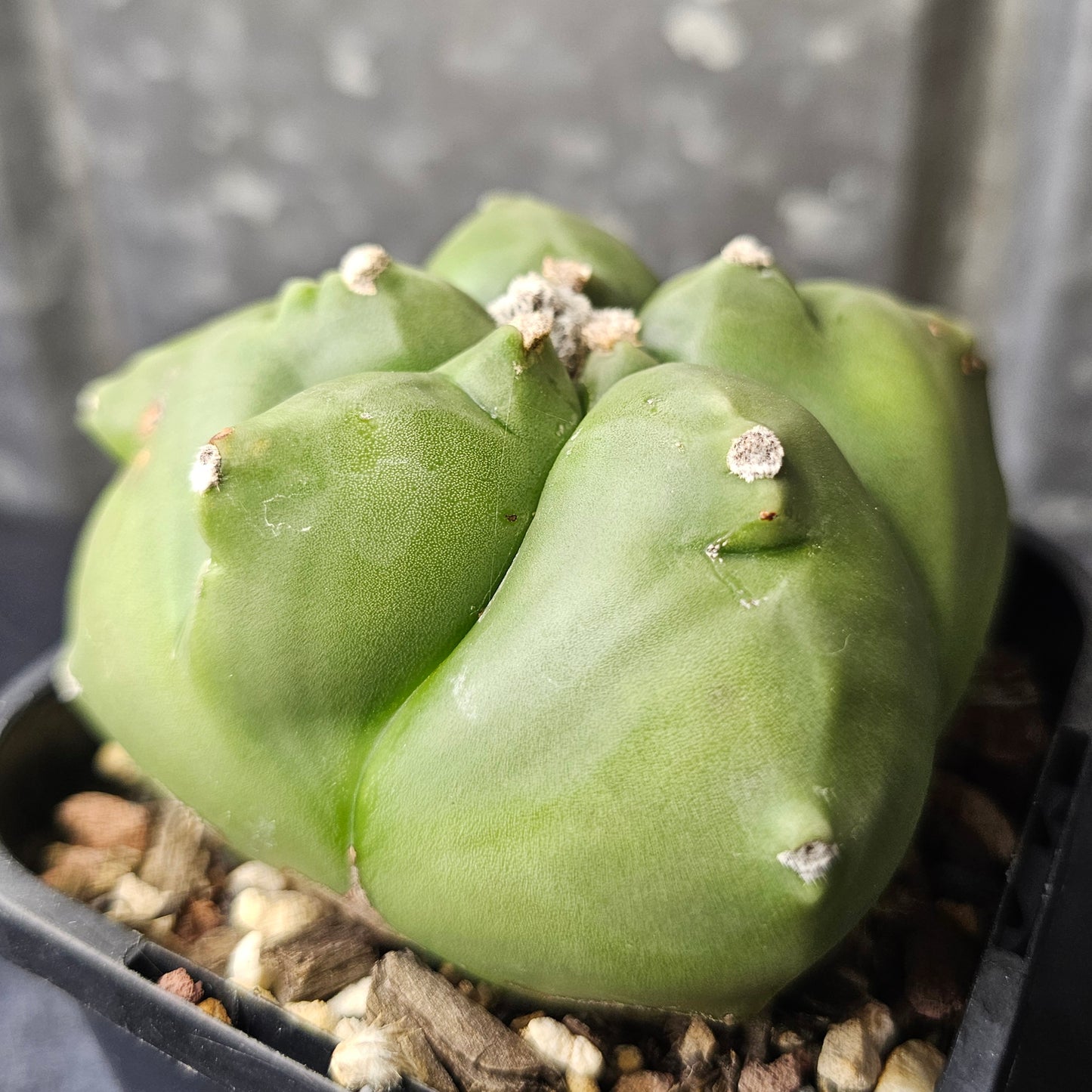 Astrophytum myriostigma cv. Kikko