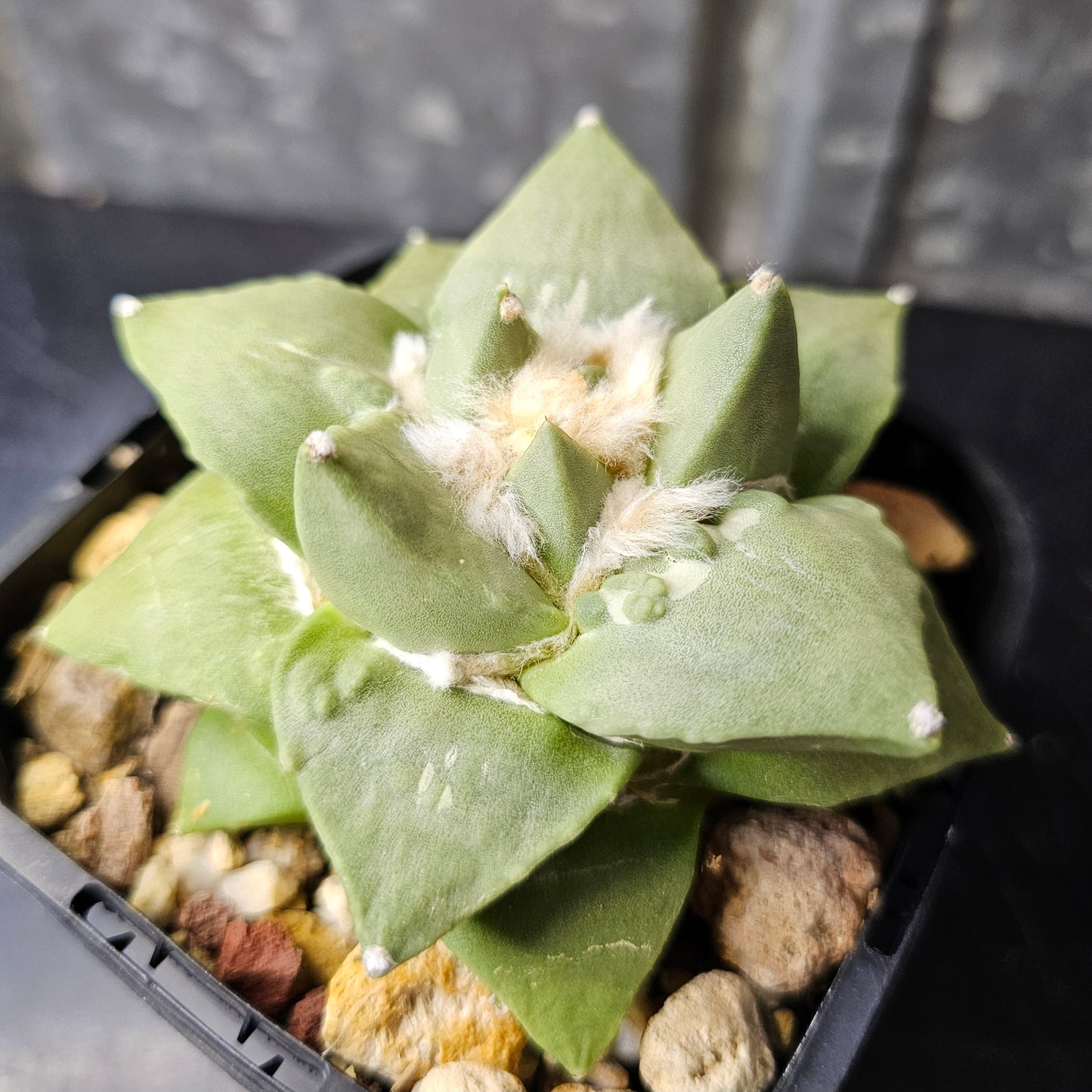 Ariocarpus hybrid (cauliflower traits)