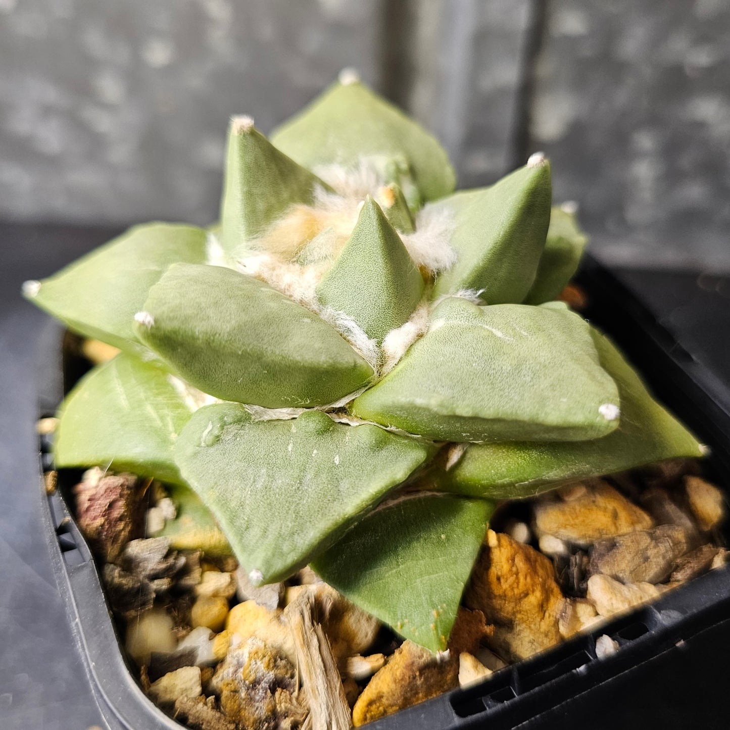 Ariocarpus hybrid (cauliflower traits)