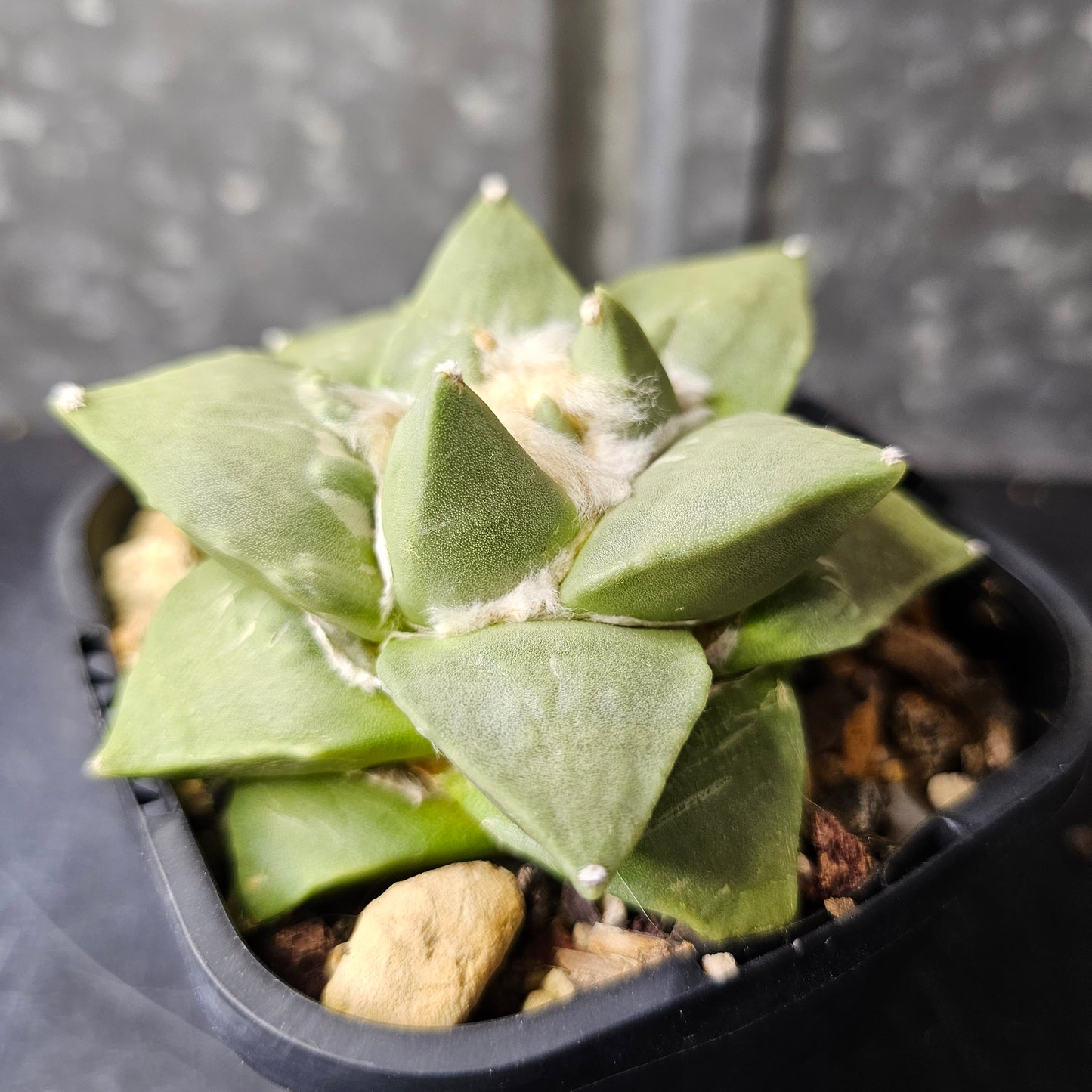 Ariocarpus hybrid (cauliflower traits)