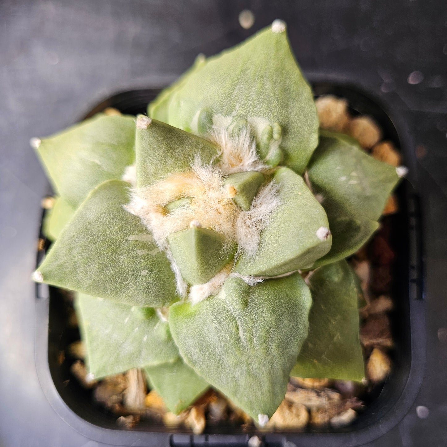 Ariocarpus hybrid (cauliflower traits)