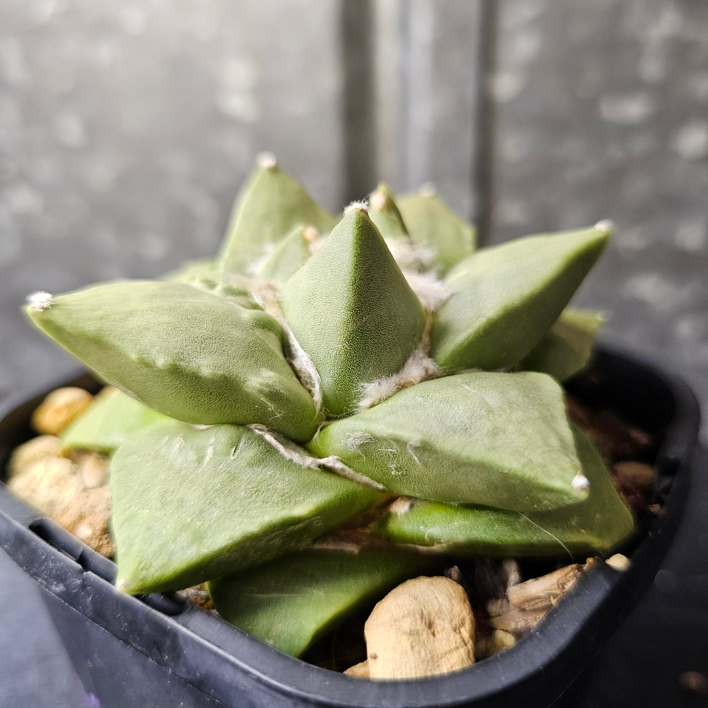 Ariocarpus hybrid (cauliflower traits)