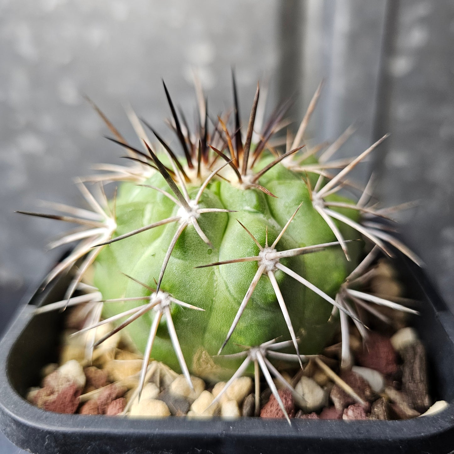 Copiapoa (lost label)