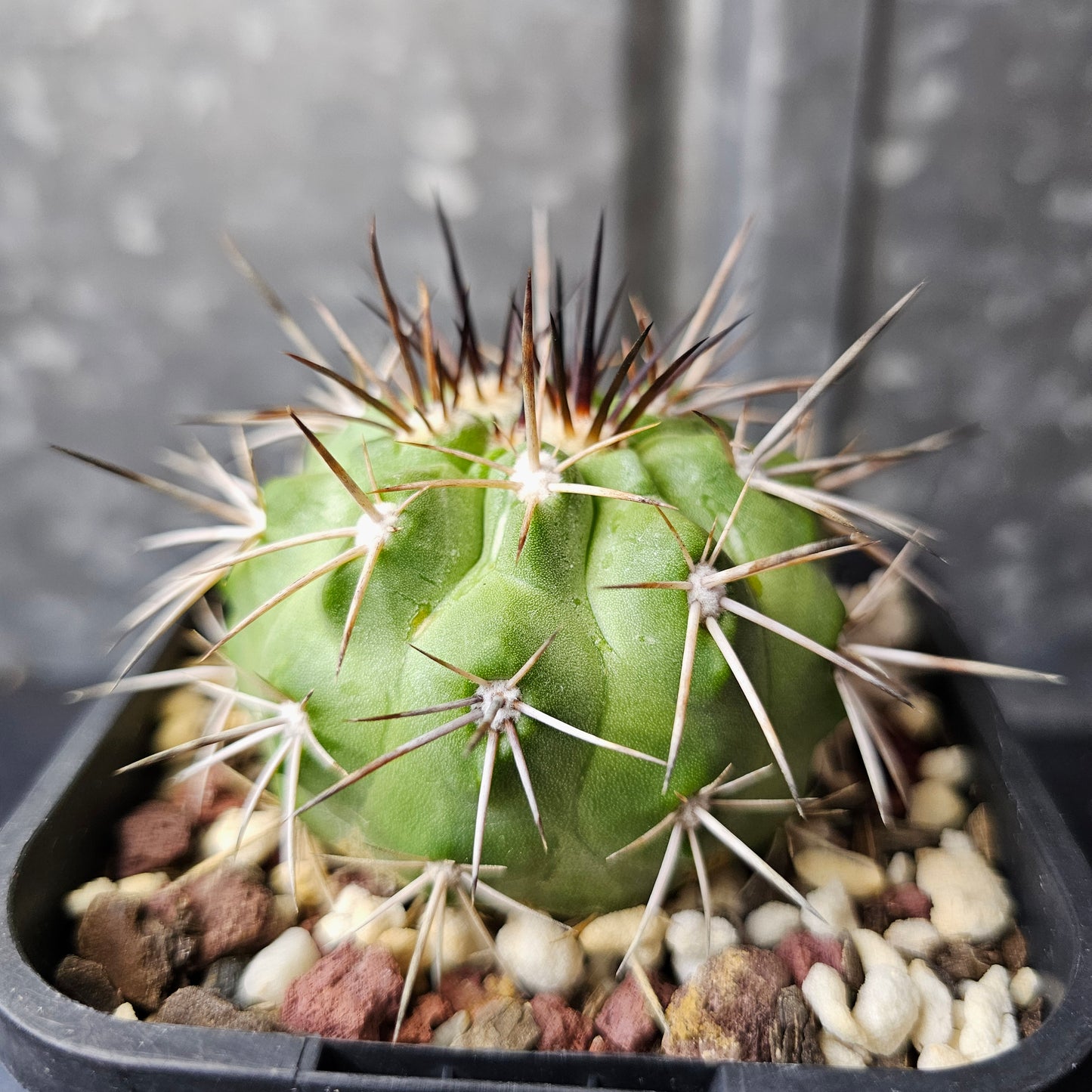 Copiapoa (lost label)