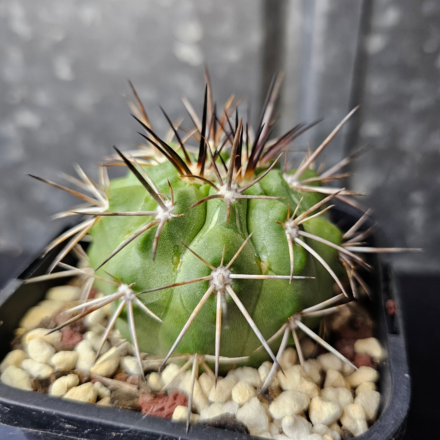 Copiapoa (lost label)