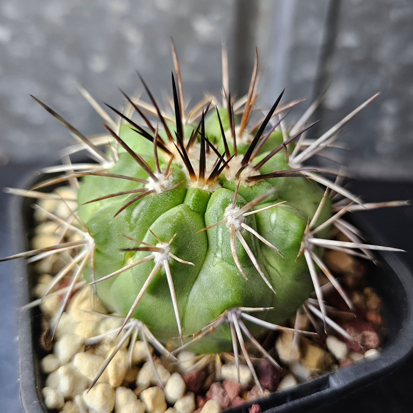 Copiapoa (lost label)