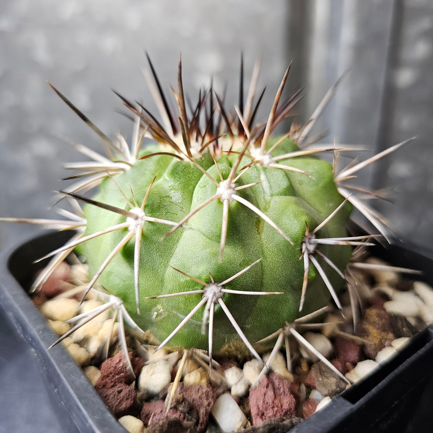 Copiapoa (lost label)