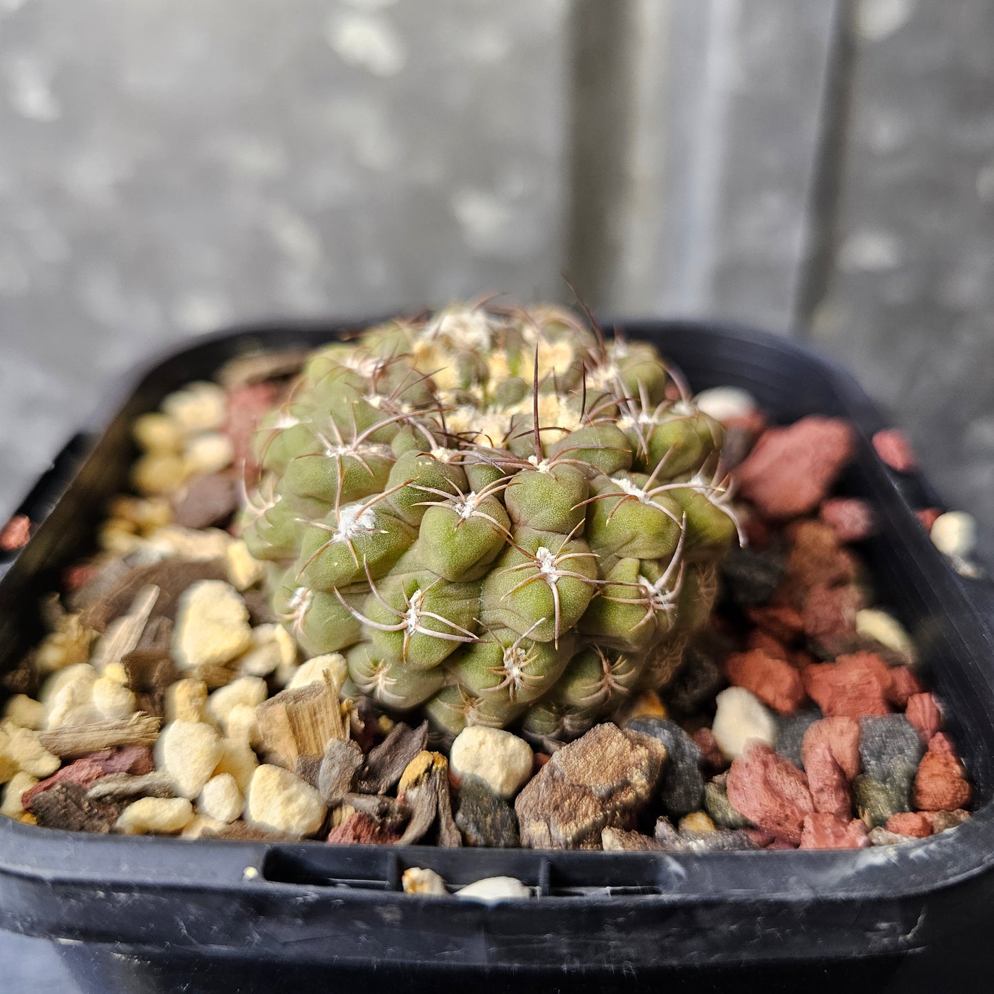 Chileorebutia aerocarpa