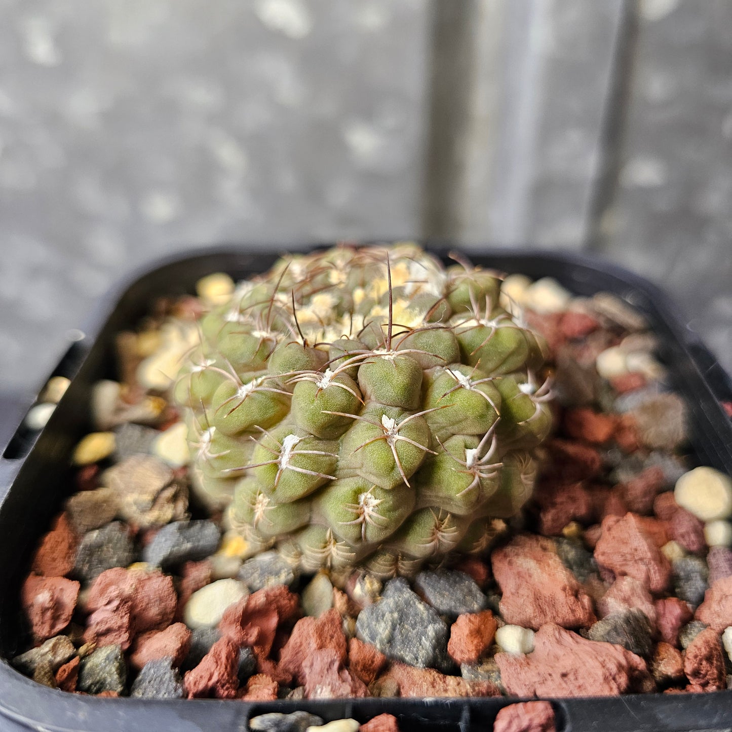 Chileorebutia aerocarpa