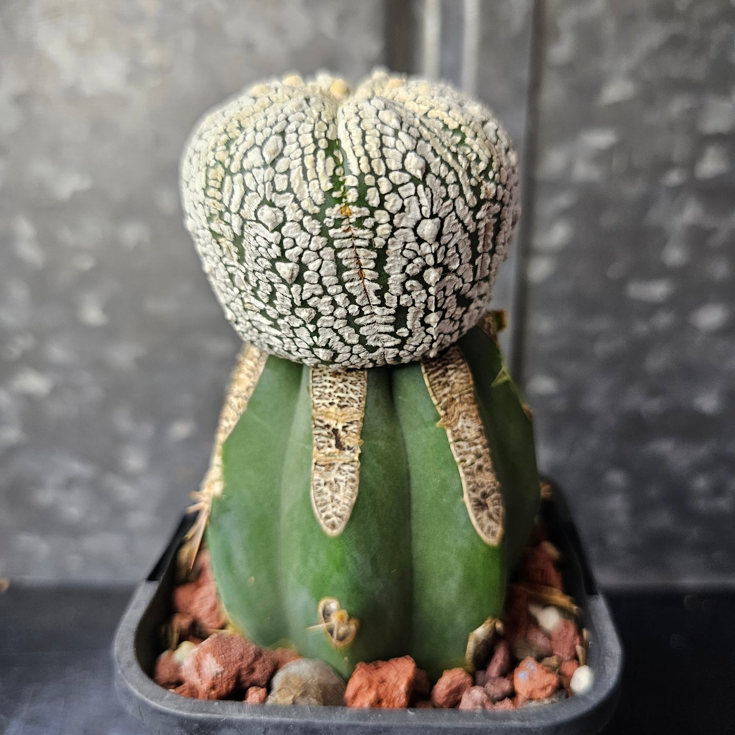 Astrophytum asterias (heavenly flocking)