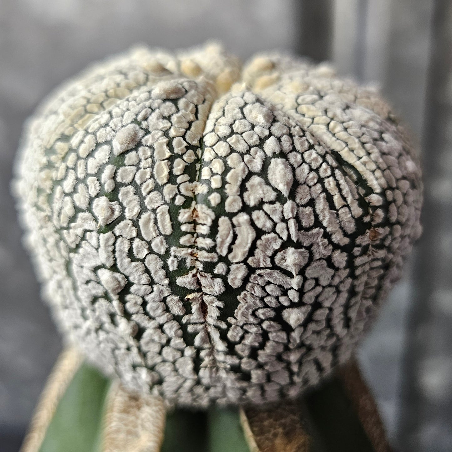 Astrophytum asterias (heavenly flocking)