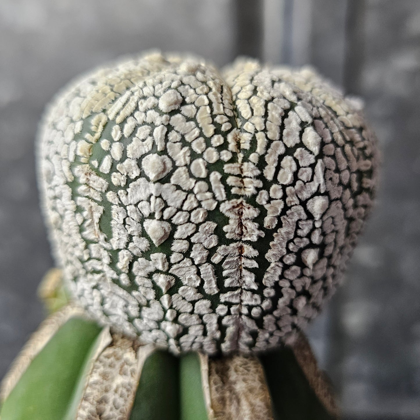 Astrophytum asterias (heavenly flocking)