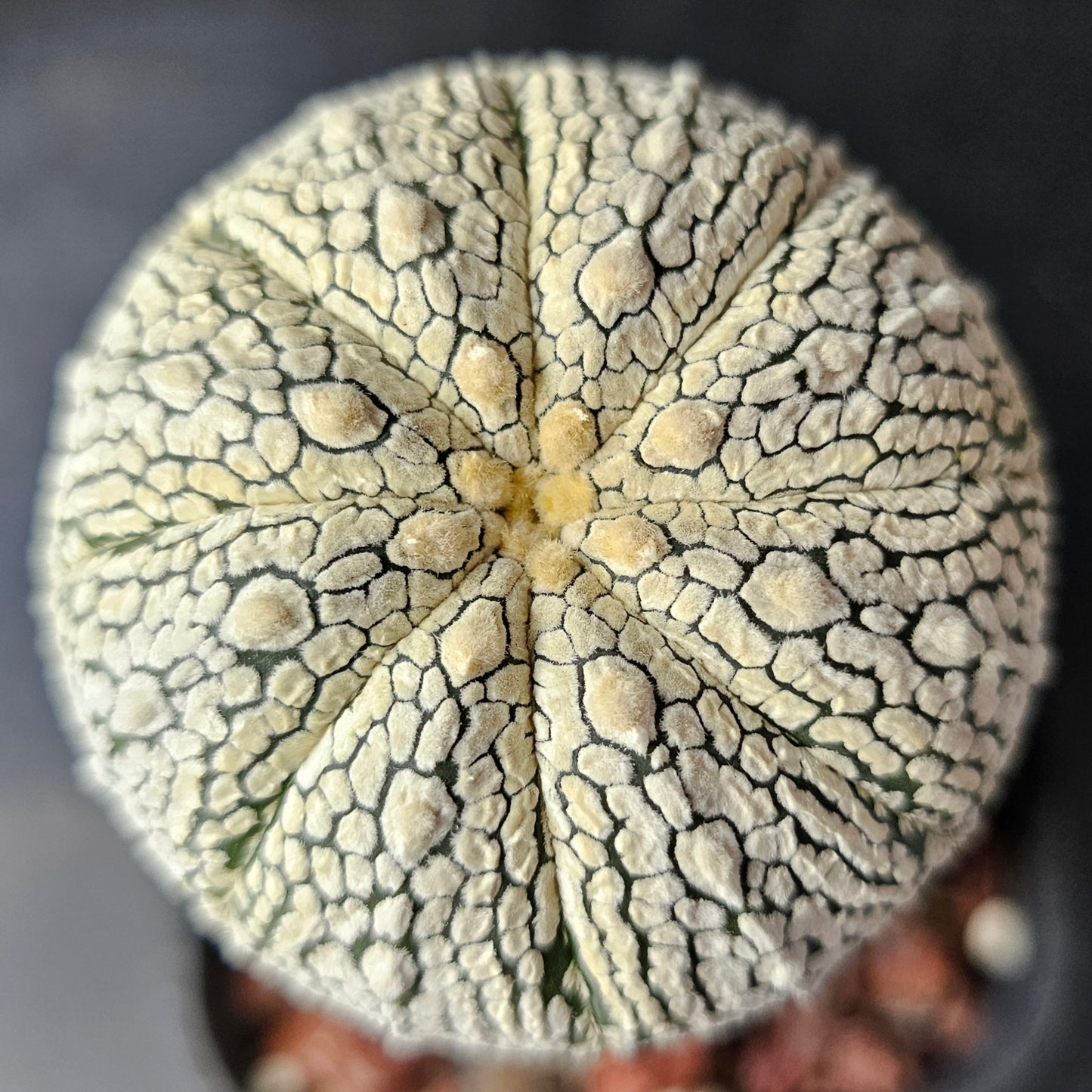 Astrophytum asterias (heavenly flocking)
