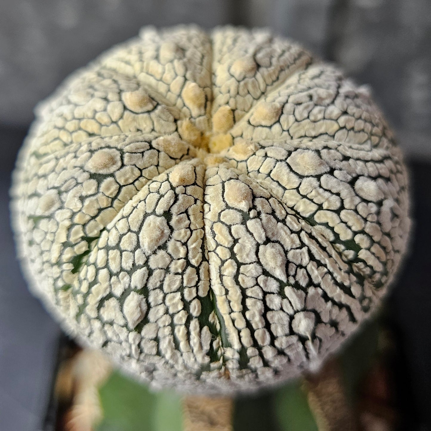 Astrophytum asterias (heavenly flocking)