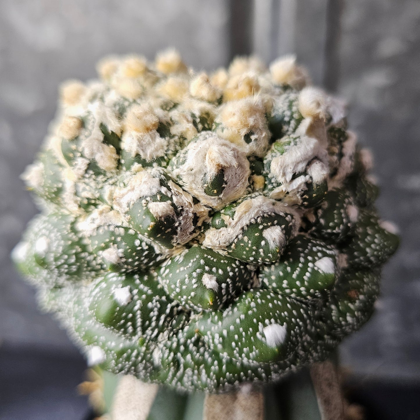 Astrophytum asterias cv. Kikko (heavy wool)