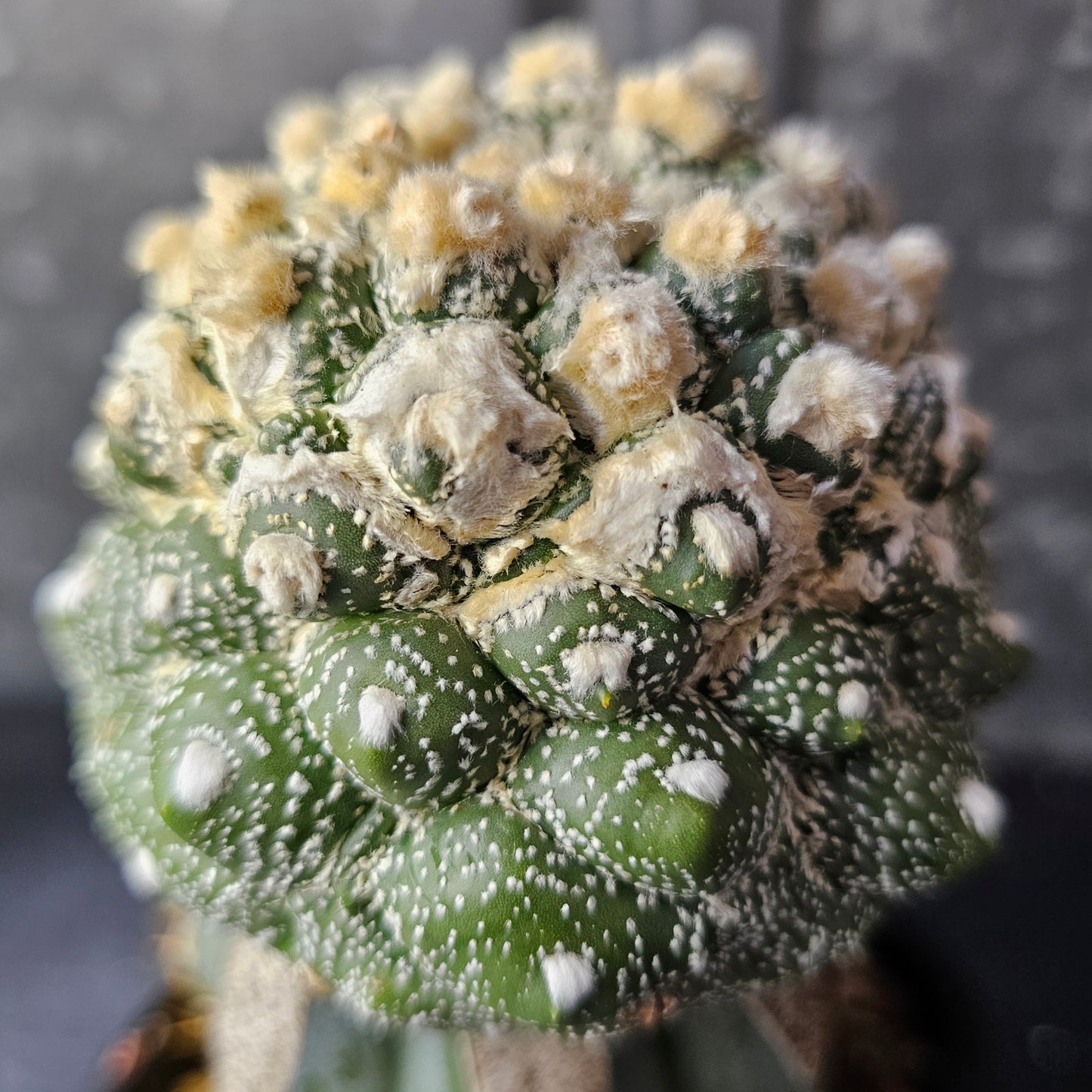 Astrophytum asterias cv. Kikko (heavy wool)