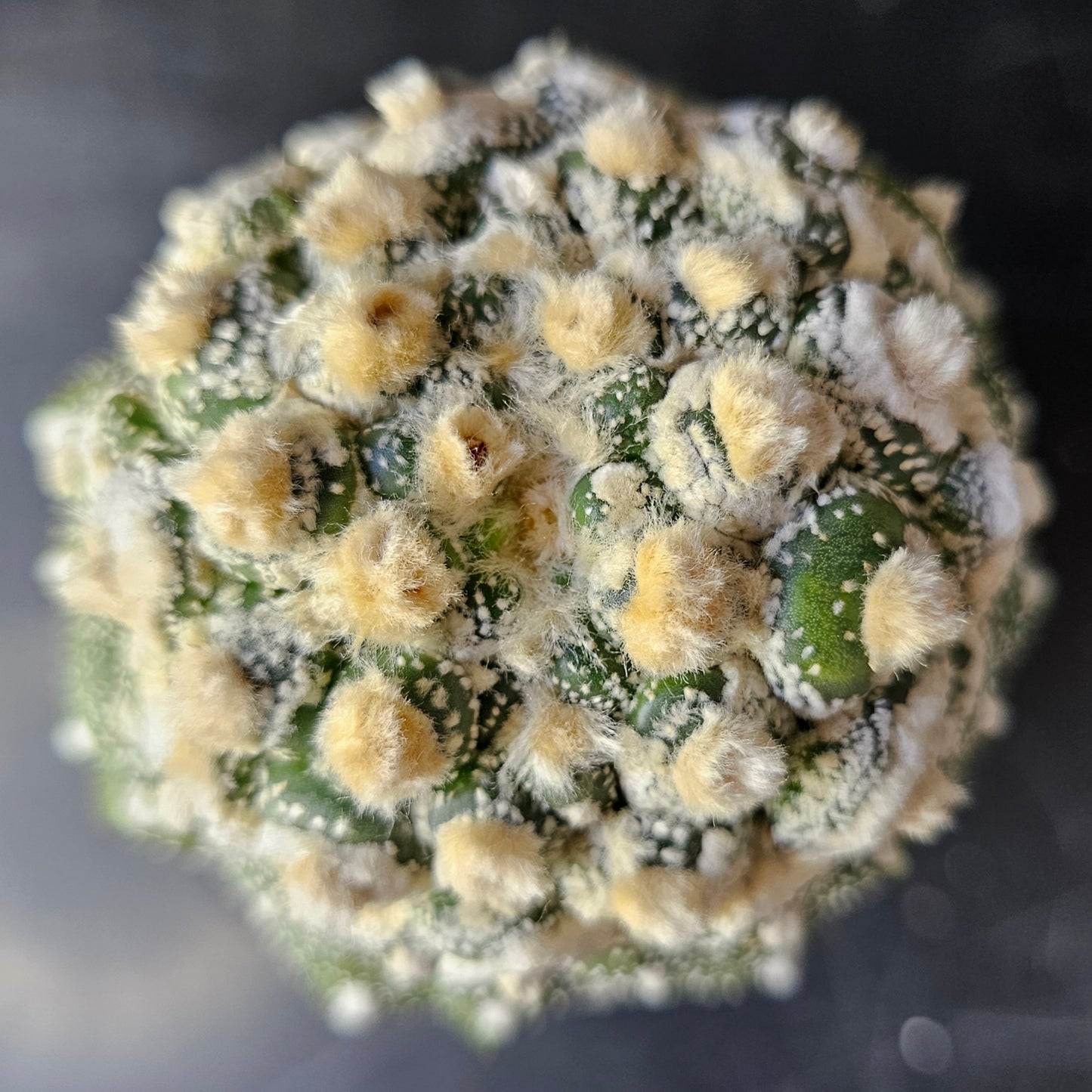 Astrophytum asterias cv. Kikko (heavy wool)