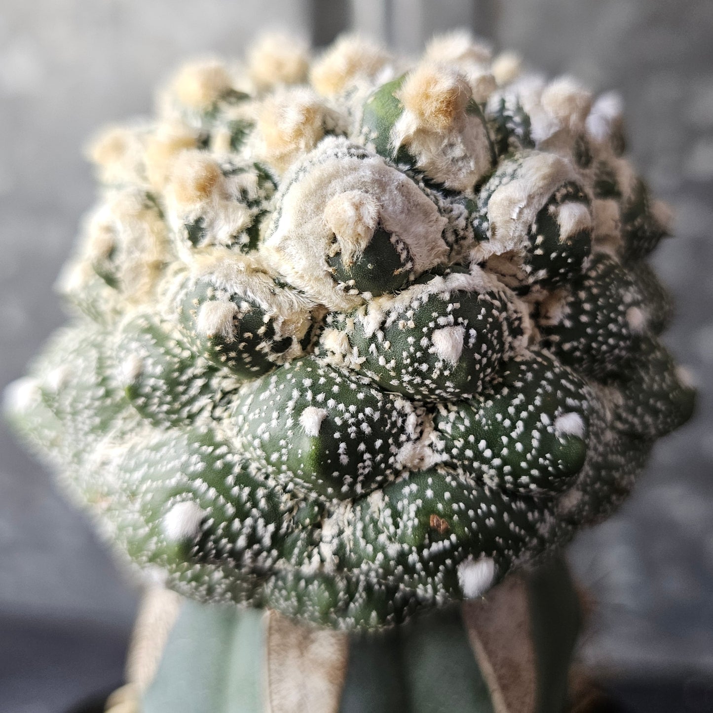 Astrophytum asterias cv. Kikko (heavy wool)