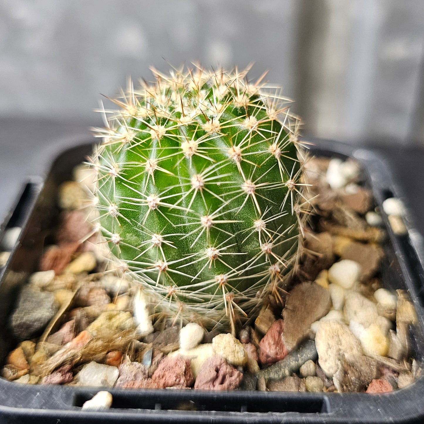 Echinopsis hybrid (19.94.3A)