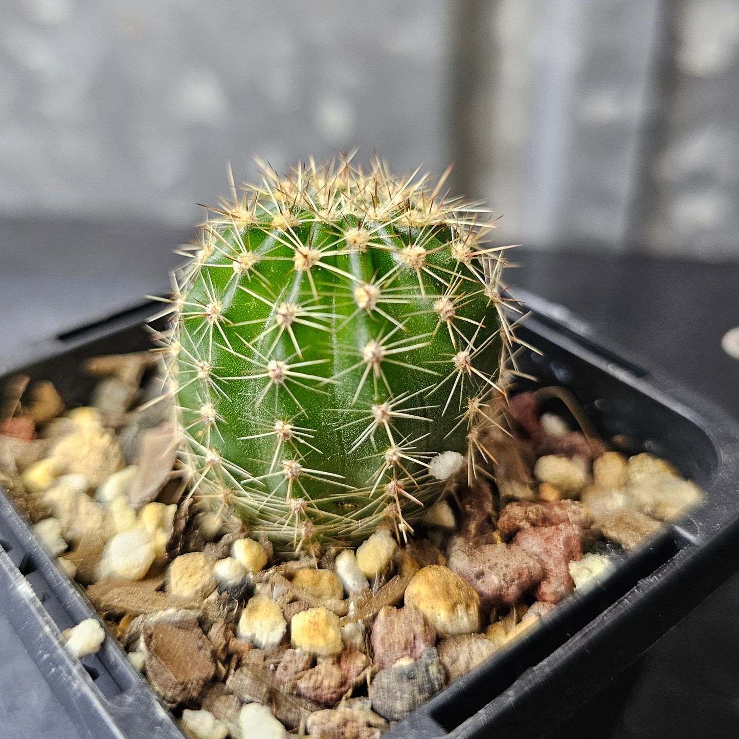 Echinopsis hybrid (19.94.3A)