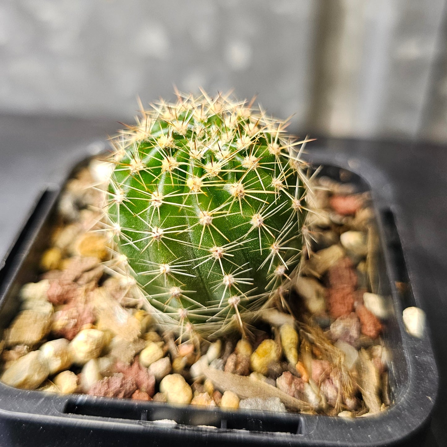 Echinopsis hybrid (19.94.3A)