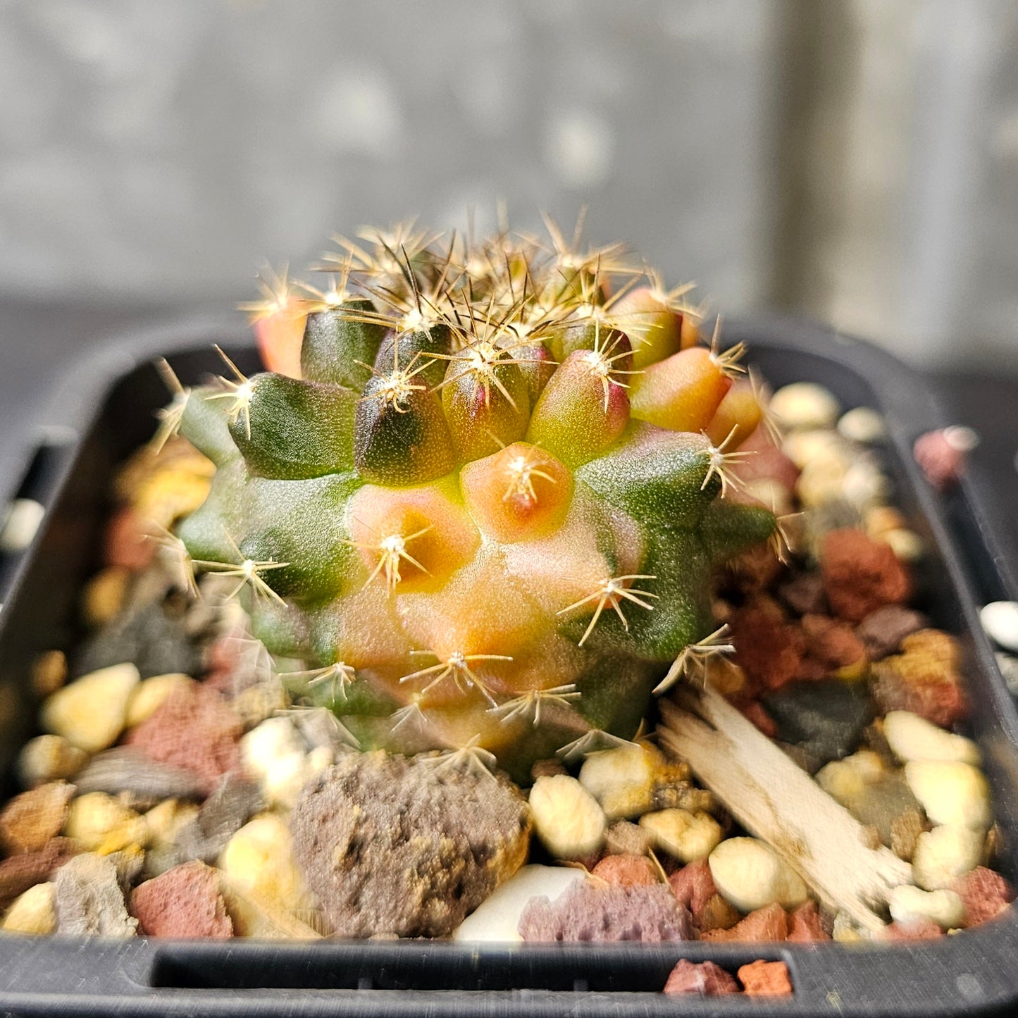 Copiapoa montana hybrid (sublime variegation)