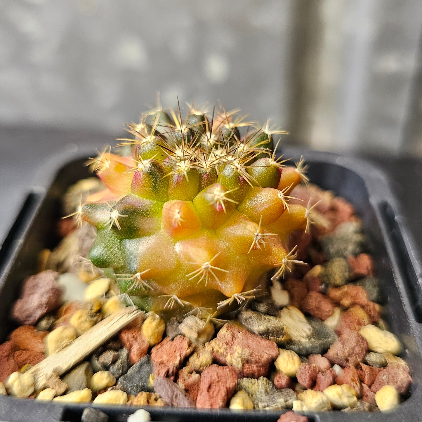 Copiapoa montana hybrid (sublime variegation)