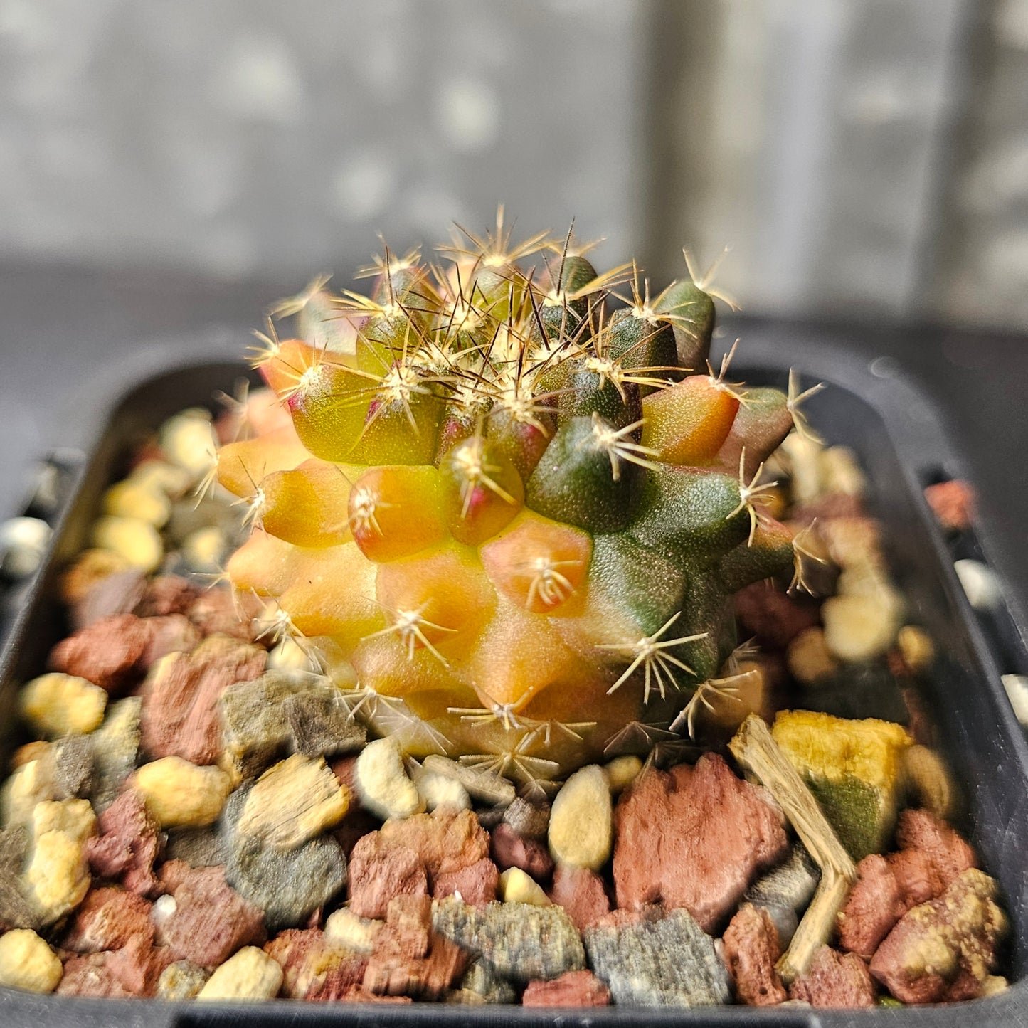 Copiapoa montana hybrid (sublime variegation)
