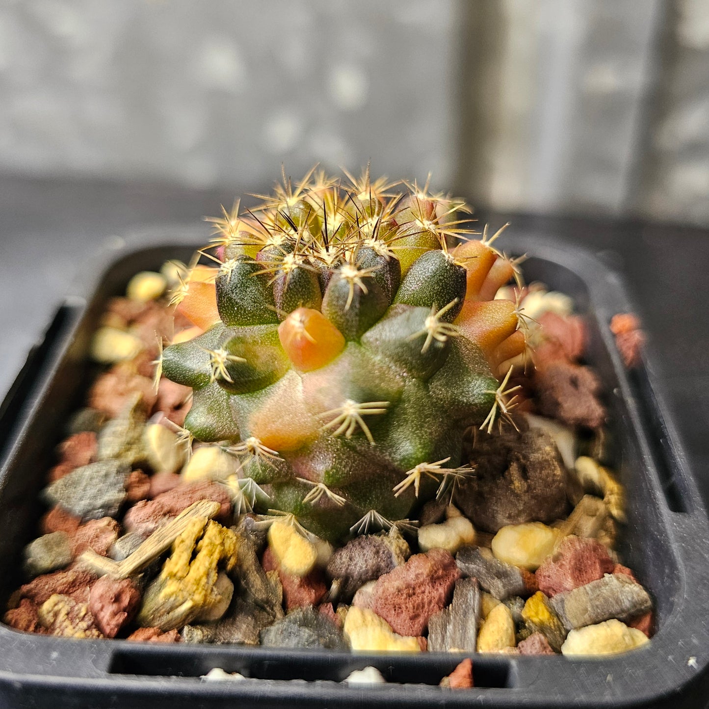 Copiapoa montana hybrid (sublime variegation)