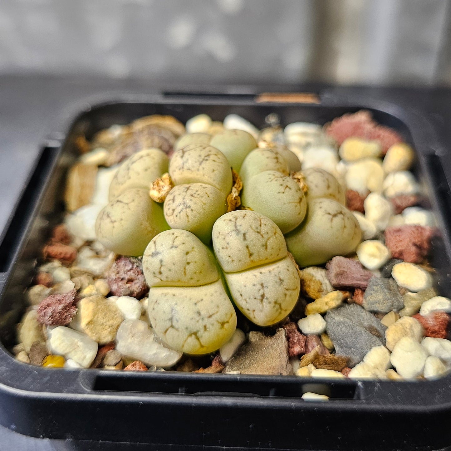 Lithops werneri
