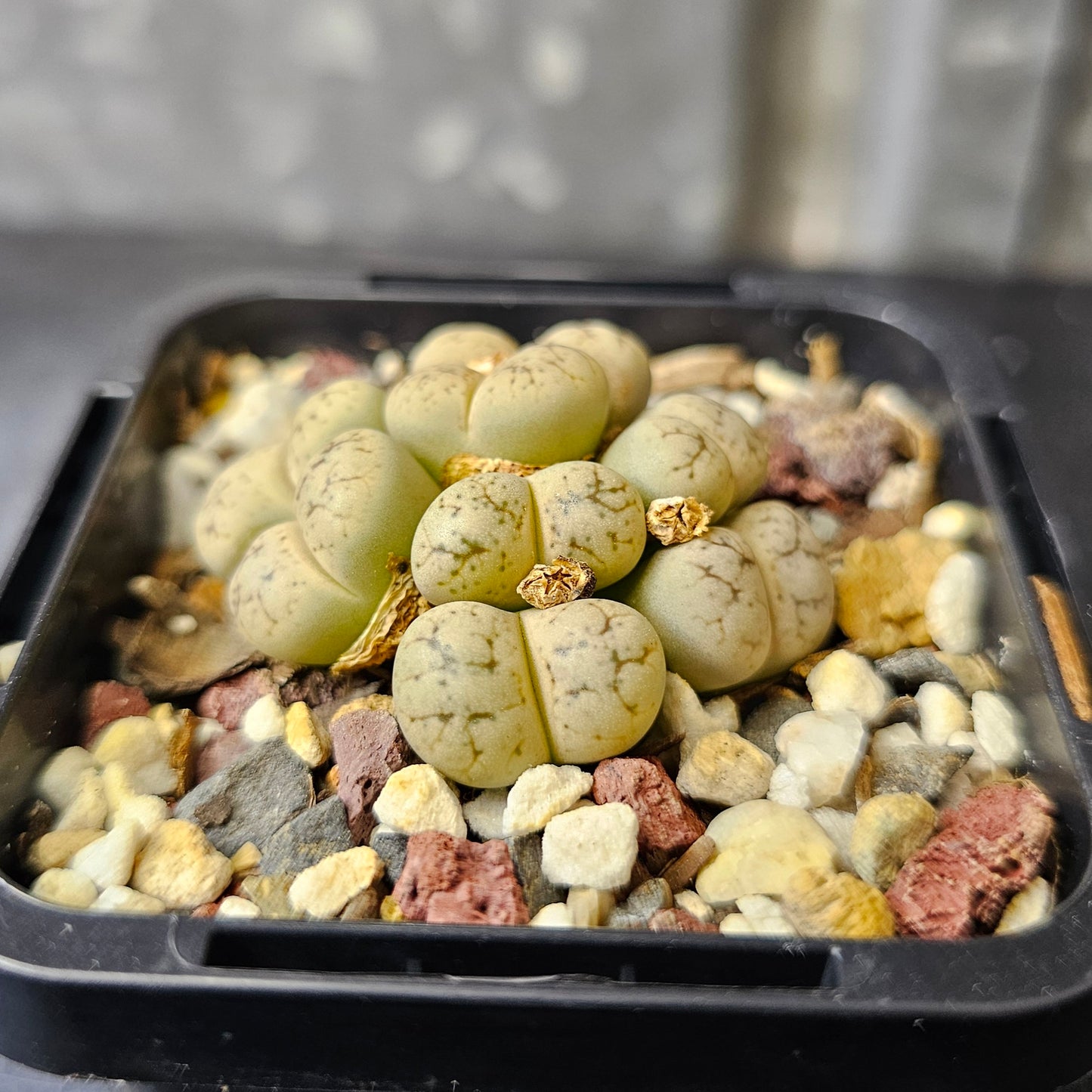 Lithops werneri