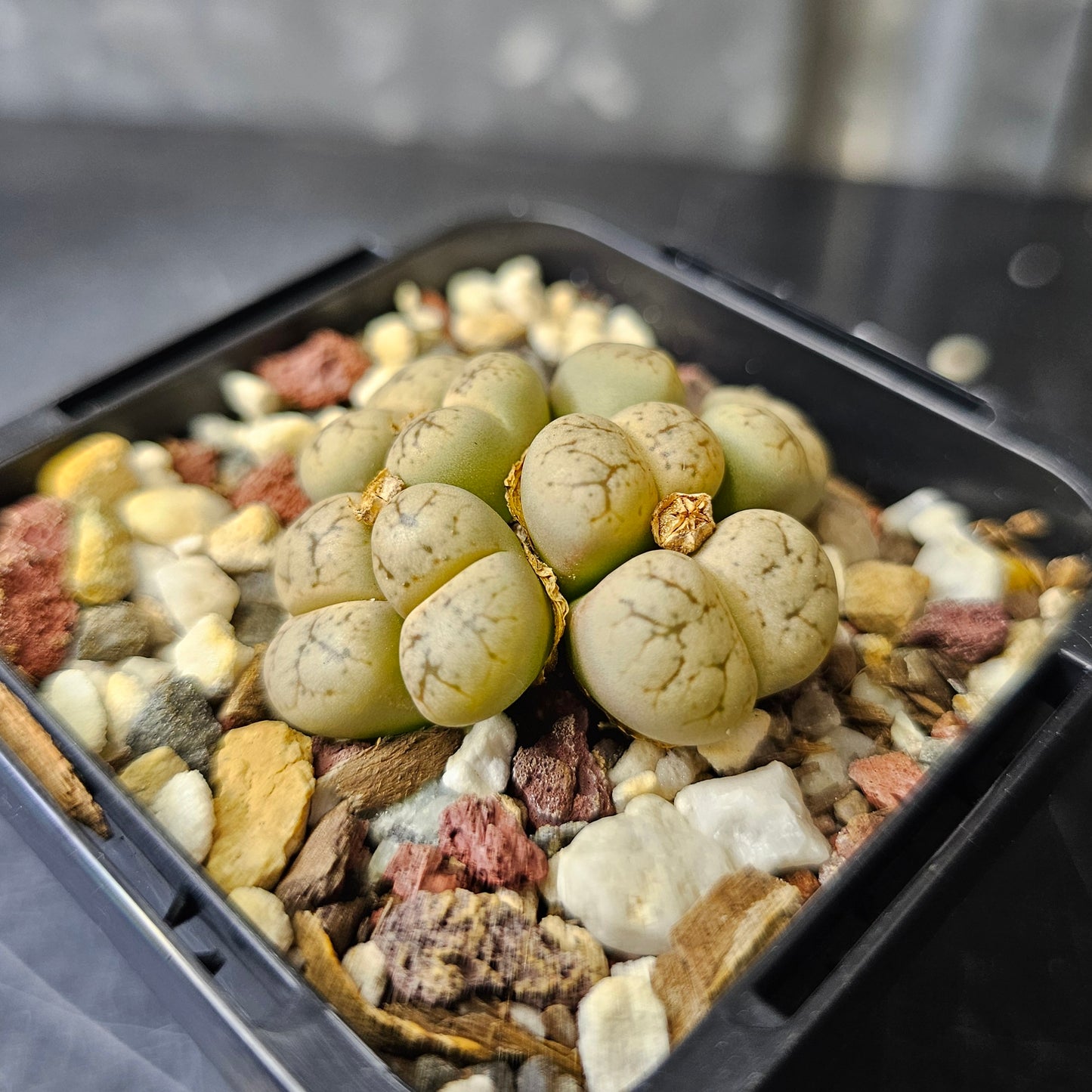 Lithops werneri