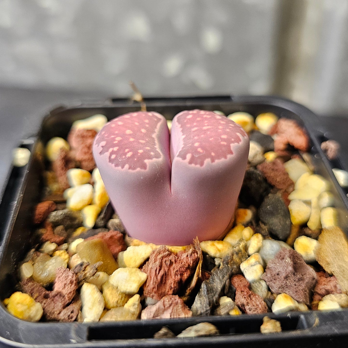 Lithops cv. ‘Sato’s Violet’