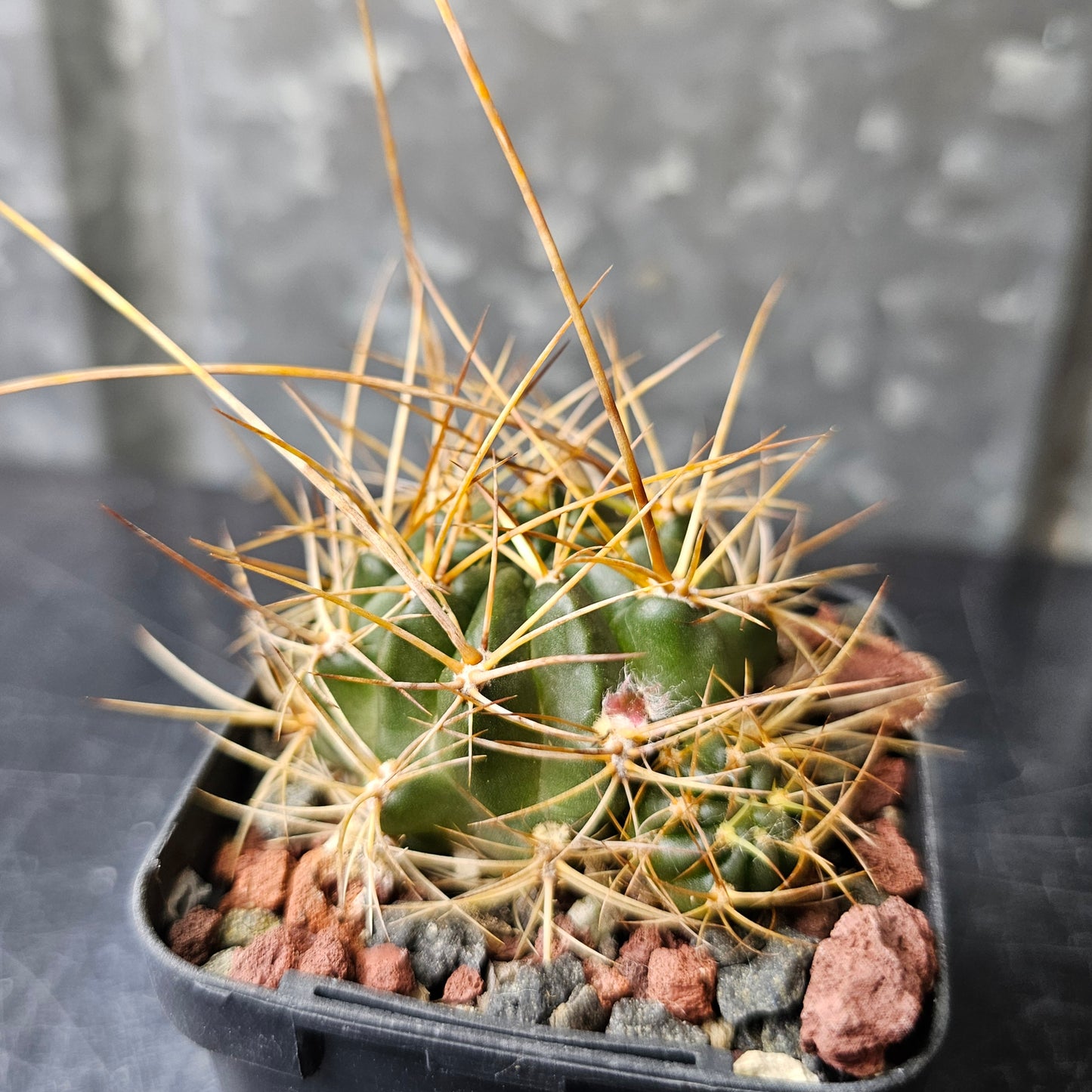 Lobivia hybrid (H6Q)