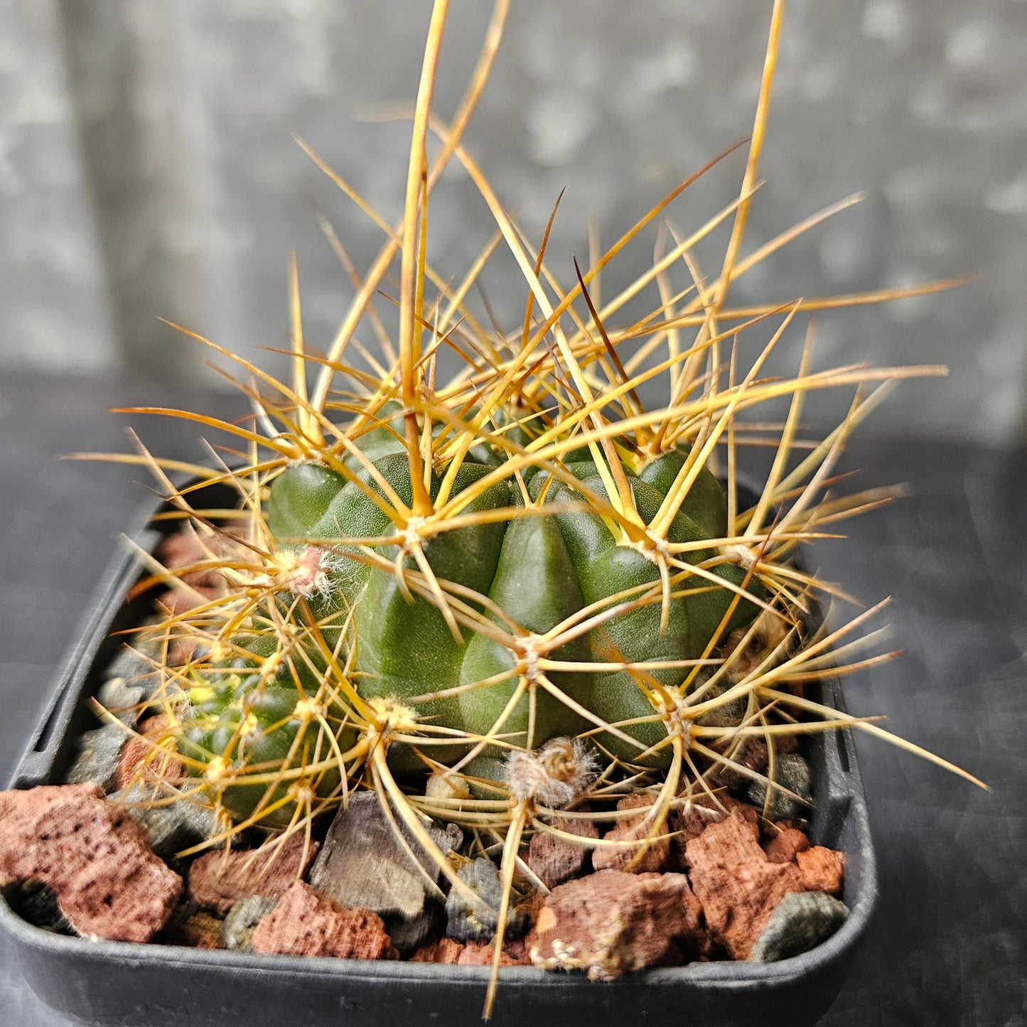 Lobivia hybrid (H6Q)