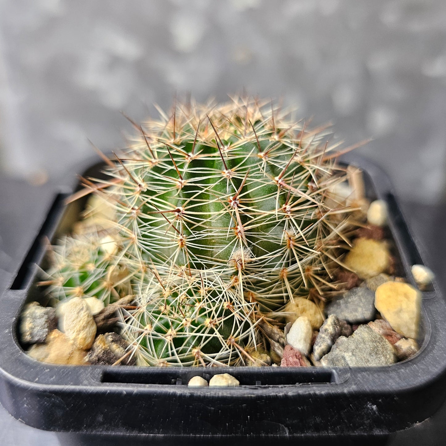 Lobivia hybrid (PF2)