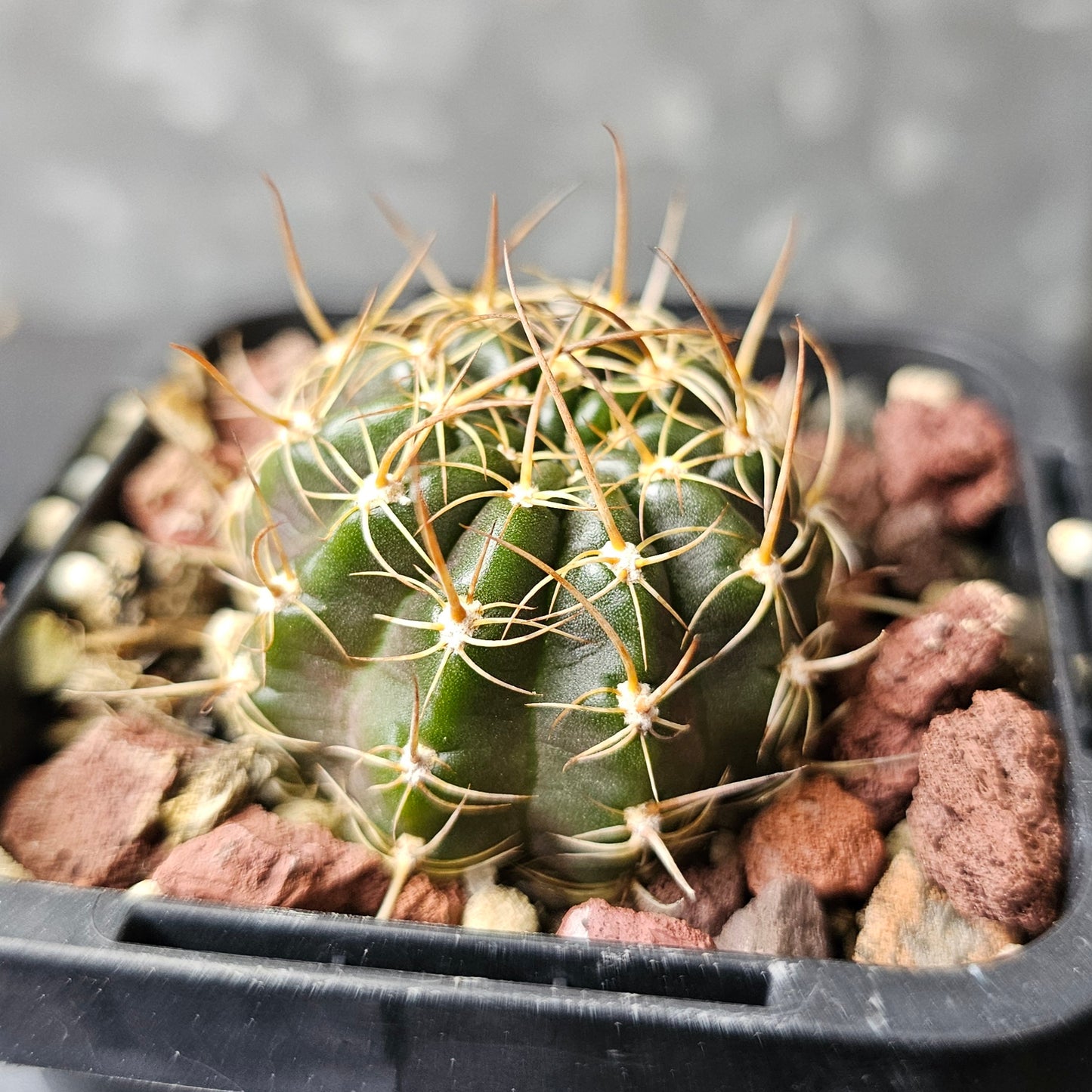 Lobivia hybrid (P29)