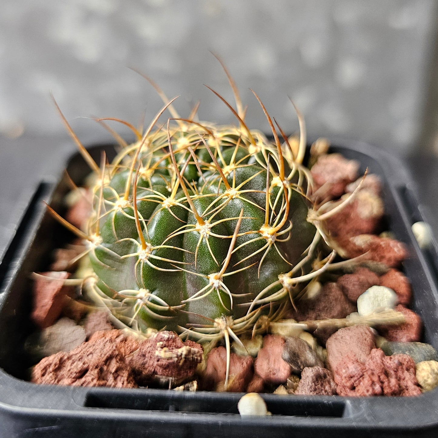 Lobivia hybrid (P29)