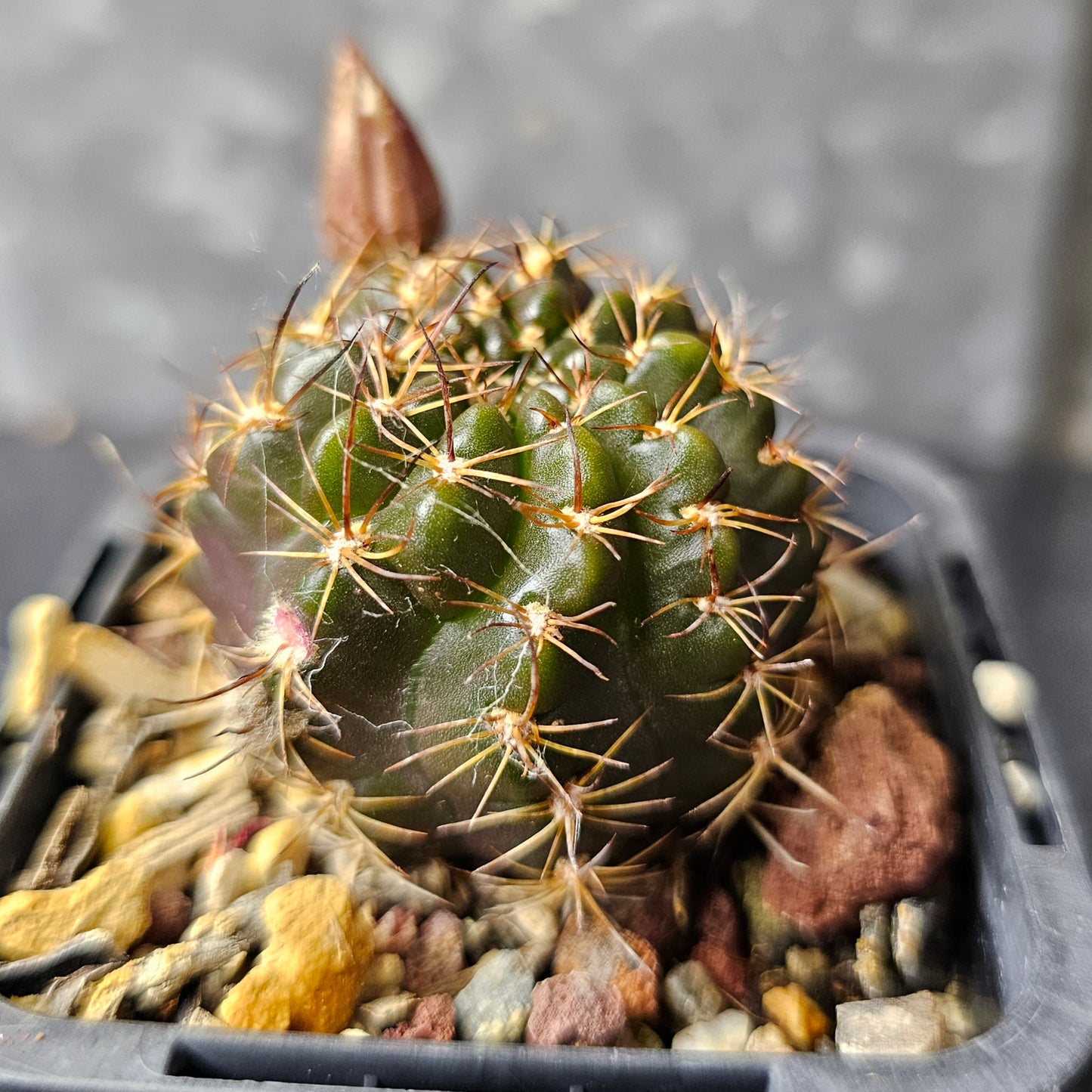 Lobivia hybrid (T7Z)