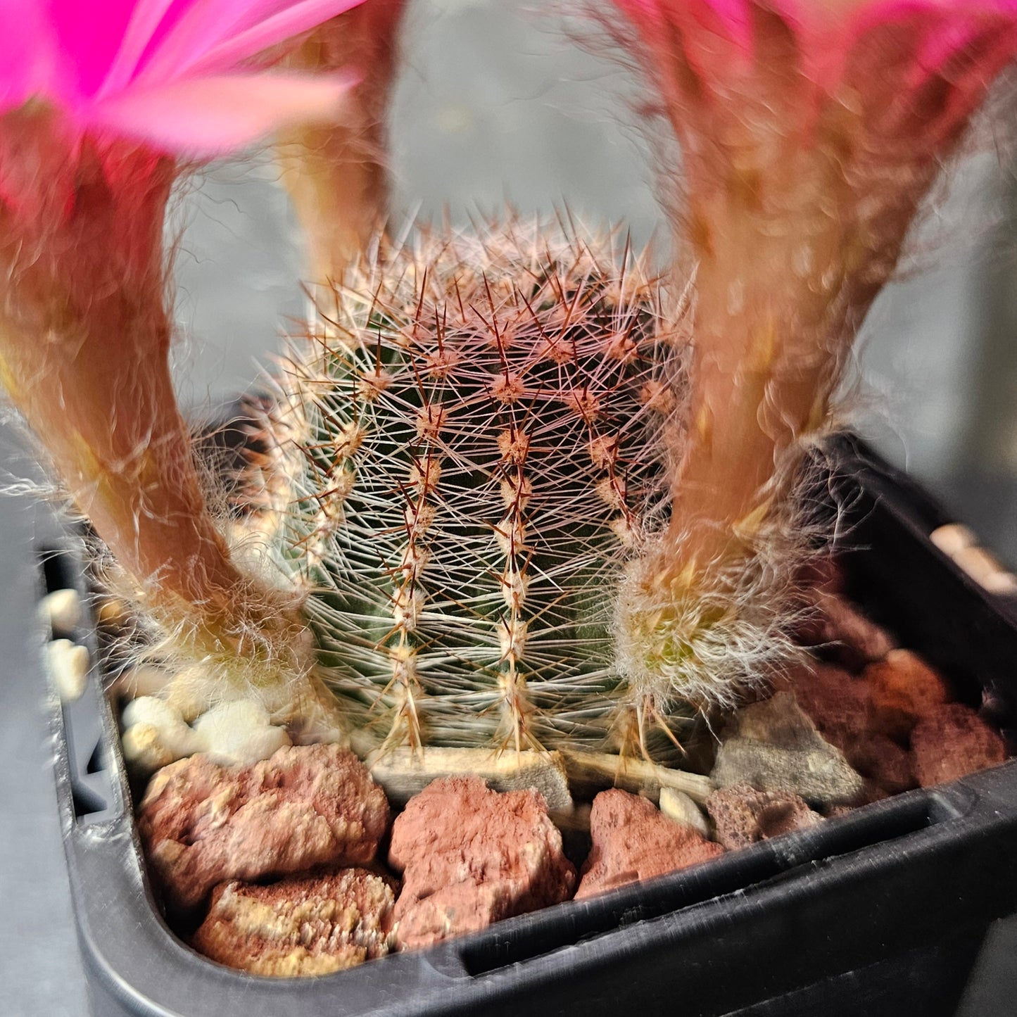 Lobivia hybrid (D4H)