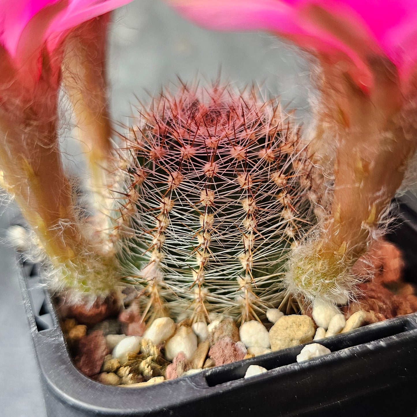 Lobivia hybrid (D4H)