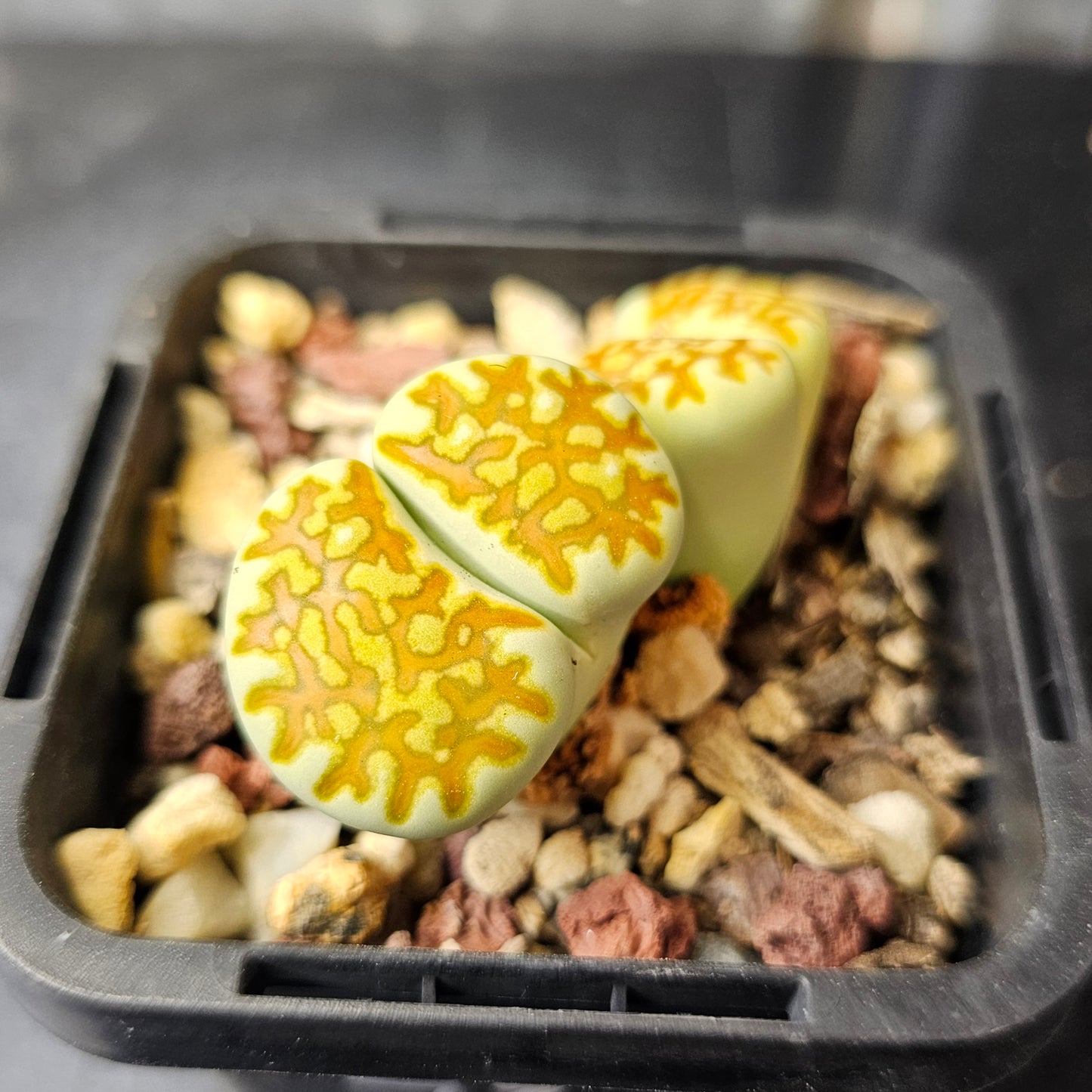 Lithops 'Limelight'